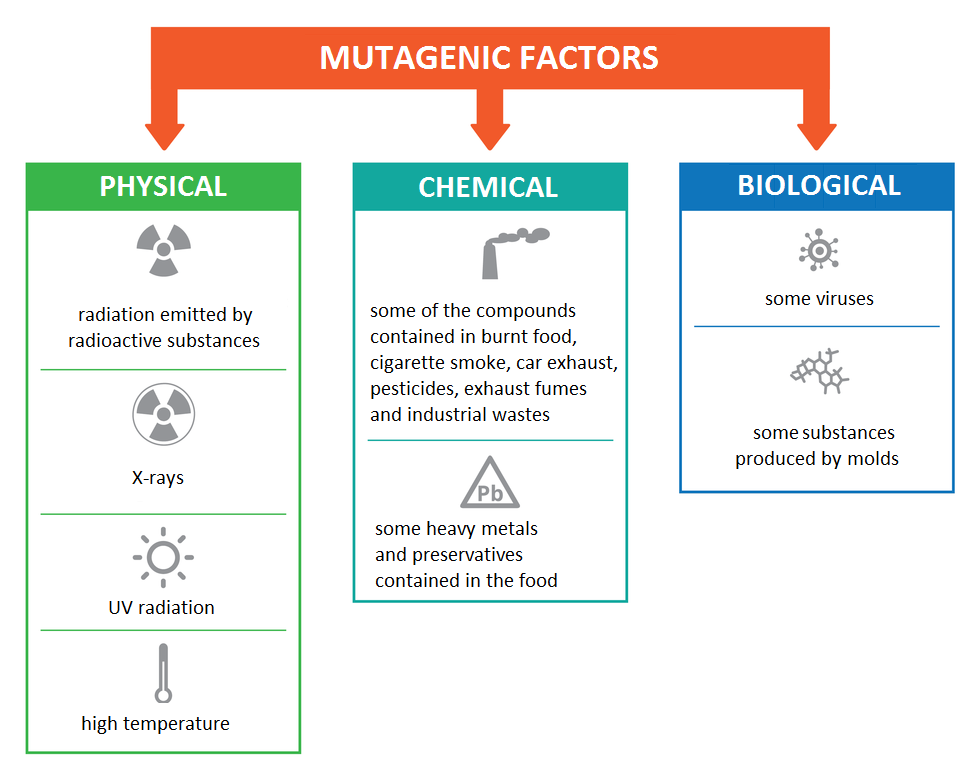 Schemat przestawia rodzaje czynników, wywołujących mutacje. Ugóry na czerwonym tle napis: czynniki mutagenne. Czynniki te podzielono na 3 grupy. Z lewej na zielonym tle czynniki fizyczne z ich symbolami. Są to: substancje promieniotwórcze, promieniowanie rentgenowskie, ultrafioletowe i wysoka temperatura. Czynniki chemiczne to niektóre związki, zawarte w przypalonych potrawach, dymie papierosowym, spalinach, pestycydach, dymach i ściekach przemysłowych. Mają symbol dymiącego komina. Kolejne to metale ciężkie i niektóre konserwanty żywności. Mają symbol trójkąta z oznaczeniem ołowiu Pb. Niebieska grupa to czynniki biologiczne, takie jak niektóre wirusy oraz substancje, wytwarzane przez grzyby pleśniowe. Podpisano: PHYSICAL: radiation emitted by radioactive substances; X-rays; UV radiation; high temperature; CHEMICAL: some of the compounds contained in burnt food, cigarette smoke, car exhaust, pesticides, exhaust fumes and industrial wastes; some heavy metals and preservatives contained in the food; BIOLOGICAL: some viruses; nisome substances produced by molds