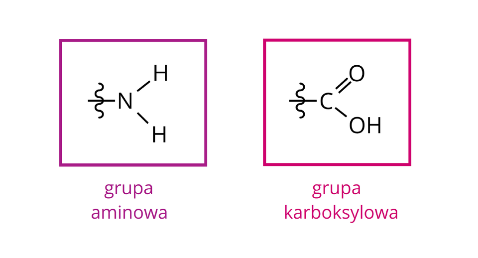 Na ilustracji ukazano porównanie budowy grupy aminowej i karboksylowej. Z lewej strony znajduje się wzór strukturalny grupy aminowej: symbol N, od którego odchodzą trzy wiązania pojedyncze: w lewo, dodatkowo przecięte pionową falowaną linią, na ukos w górę i na ukos w dół do symboli H. Całość objęto bordową ramką i opisano jako: grupa aminowa. Z prawej strony znajduje się wzór strukturalny grupy karboksylowej: symbol C, od którego odchodzą trzy wiązania: pojedyncze w lewo, dodatkowo przecięte pionową falowaną linią, podwójne na ukos w górę do symbolu O i pojedyncze na ukos w dół do grupy O H. Całość objęto ciemnoróżową ramką i opisano jako: grupa karboksylowa.