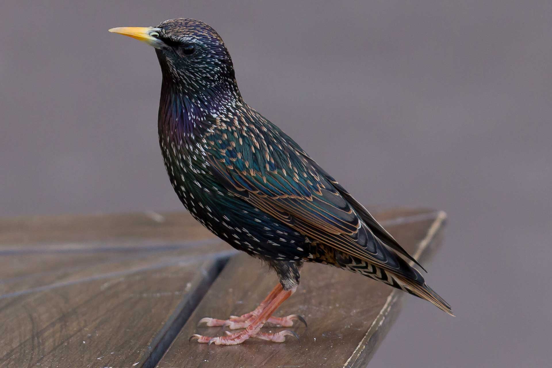 Fotografia przedstawia szpaka. Na ciemnym upierzeniu widoczne są białe kropki. Plamki te są typowe dla dorosłych szpaków wiosną. Dziób żółty, nogi różowe.