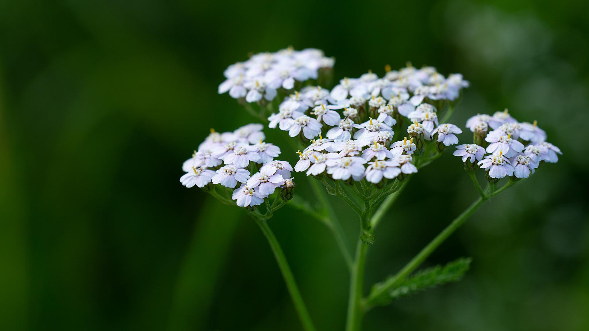 Zdjęcie przedstawia drobne kwiatki krwawnika.