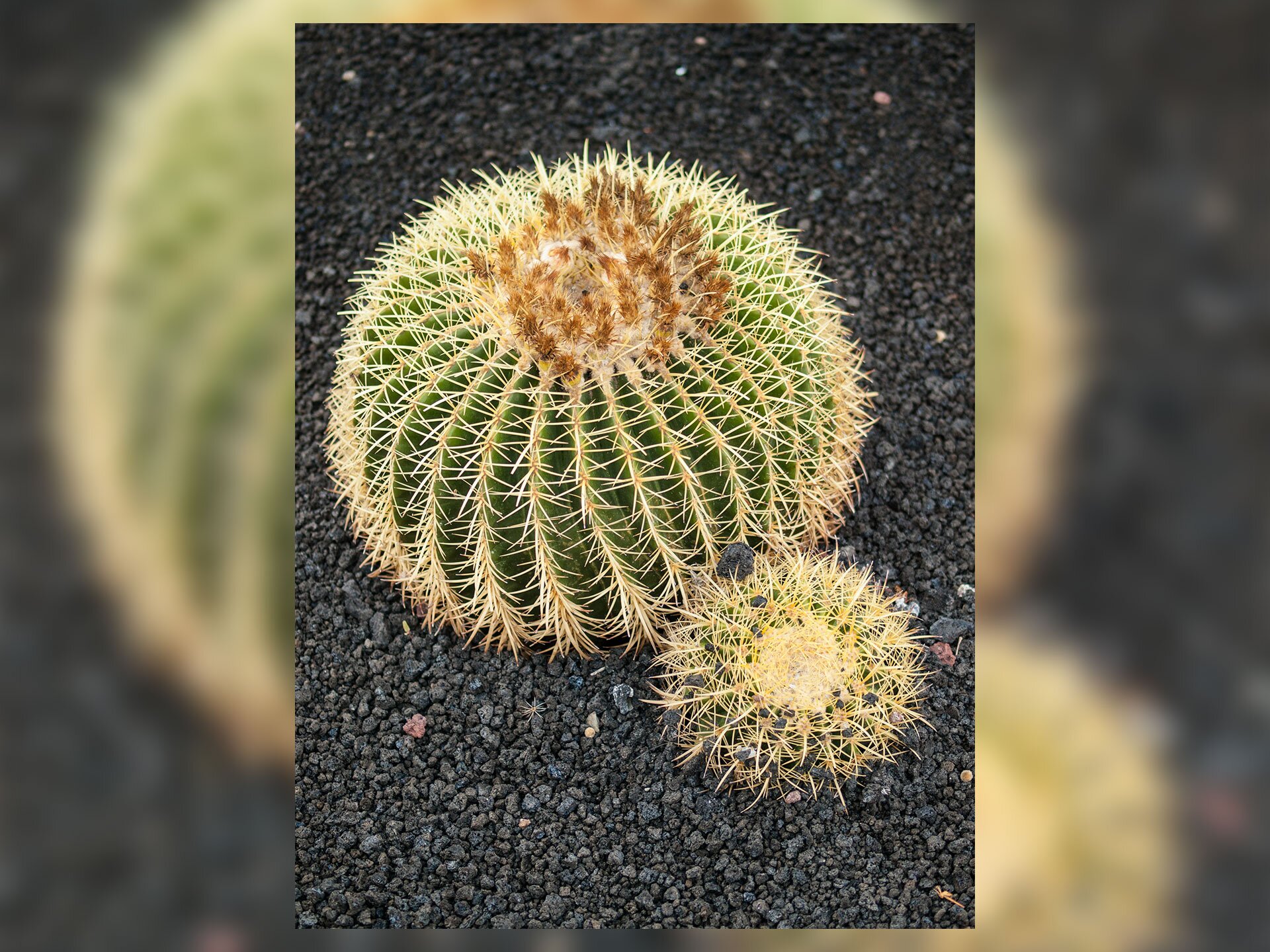 Fotografia przedstawia dwa jasnozielone kuliste kaktusy Echinocactus grusonii o ostro zaznaczonych żebrach, rosnące w ziemi przysypanej żwirem.
Dzięki licznym ostrym złocisto żółtym cierniom, będącym przekształconymi liśćmi, kulista łodyga kaktusa ma małą powierzchnię parowania.