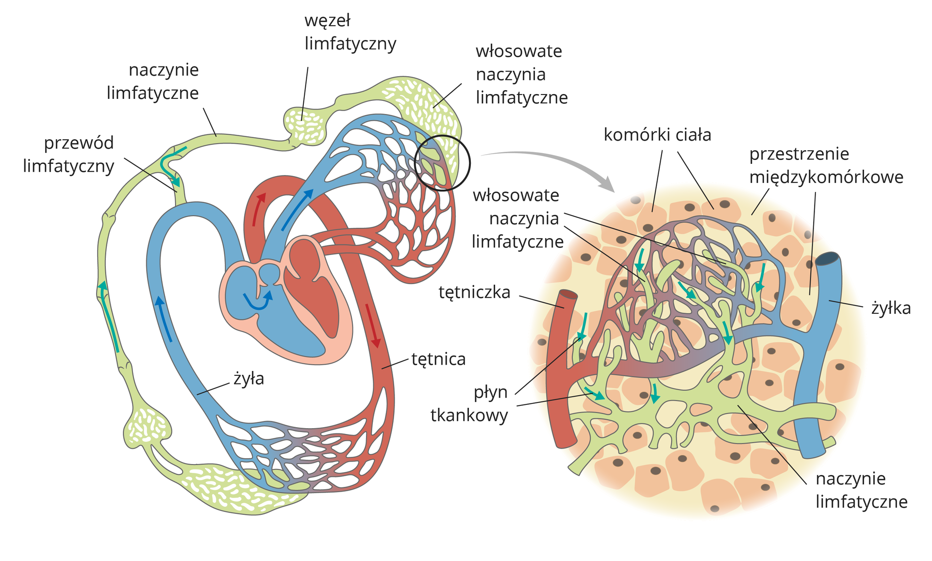 Ilustracja przedstawia dwa schematyczne rysunki. Z lewej układ limfatyczny i krwionośny. Różowe serce, z którego rozchodzi się czerwona tętnica (idąca w kierunku dużego obiegu) oraz niebieska tętnica (prowadząca krew do obiegu płucnego), następnie przy ich połączeniu tworzy się siatka naczyń krwionośnych. Następuje zbieranie limfy przez naczynia włosowate limfatyczne i następuje ich filtrowanie w węźle limfatycznym, który przypomina cebulasty kształt. Następnie transport do naczynia limfatycznego oraz przewodu, które uchodzą do układu krwionośnego. Po prawej stronie została przedstawiona ilustracja powiększenia naczyń włosowatych. Między żyłami znajduje się siatka naczyń krwionośnych przez, które przeplatają się naczynia limfatyczne, pomiędzy przestrzenią międzykomórkową znajdują się komórki ciała. 