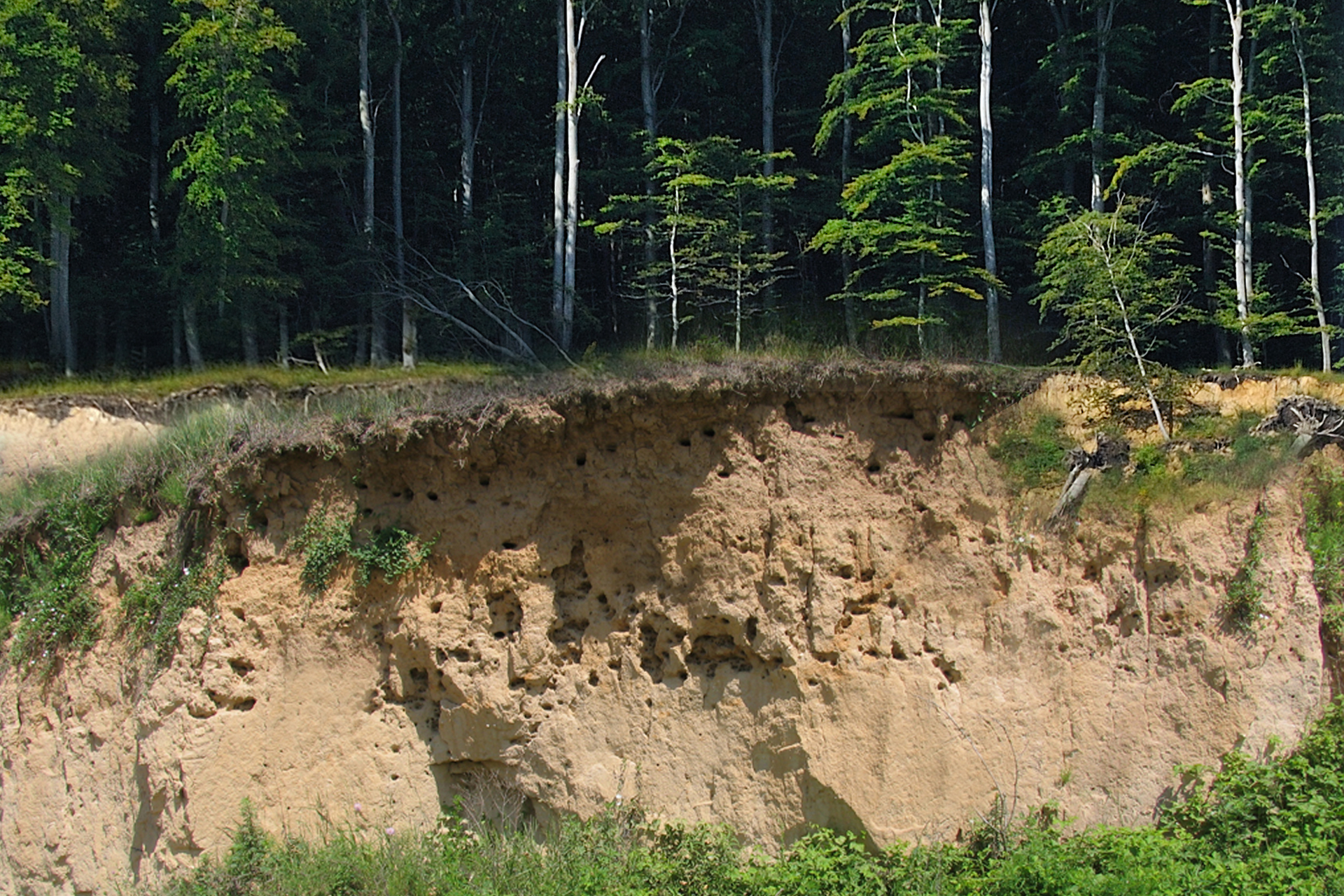 Na zdjęciu odsłonięte warstwy żółtej pylastej skały porośnięte lasem.