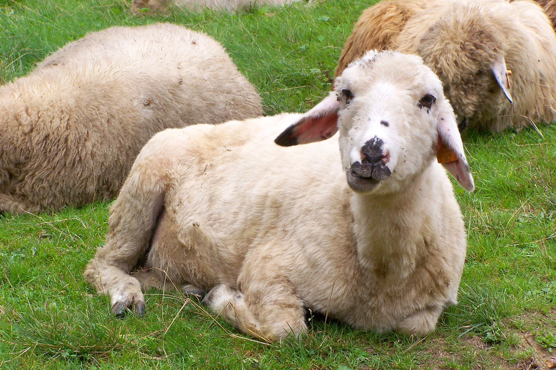 Fotografia ukazuje leżące na trawie białe owce. Jedna z owiec patrzy w stronę osoby, która zrobiła zdjęcie. Zwierzę ma masywne, szerokie ciało, oklapnięte uszy i ciemne nos, wargi i kopyta.