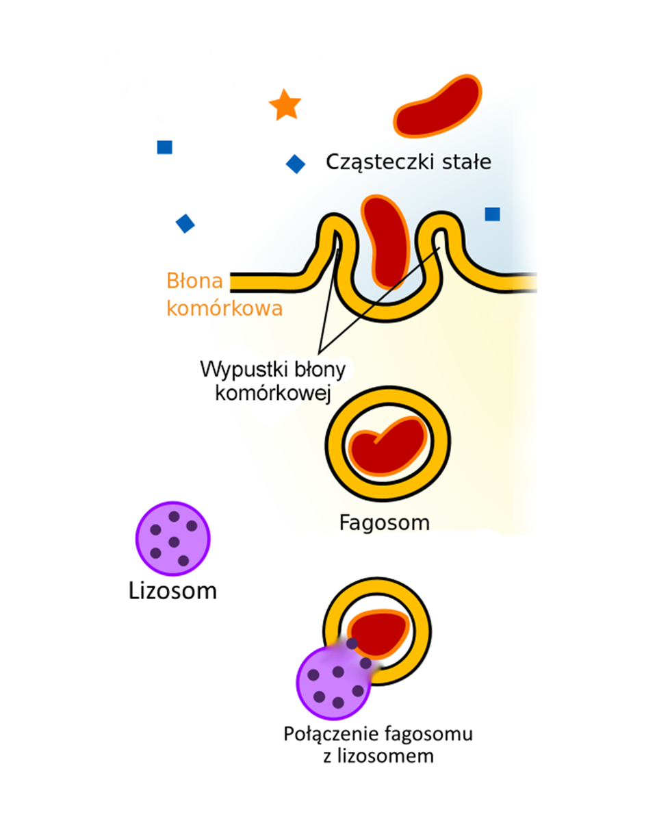 Ilustracja przedstawia schemat przebiegu fagocytozy. Ukazana jest nierówna powierzchnia błony komórkowej z dwoma pionowymi wypustkami. Pomiędzy tymi wypustkami znajduje się fasolowata cząsteczka stała. Zostaje ona wchłonięta do wnętrza komórki i tworzy się wokół niej okrągły pęcherzyk fagosom. Znajdujący się w jego pobliżu owalny lizosom, zawierający drobne ziarniste enzymy, łączy się z fagosomem, wnika do jego wnętrza.