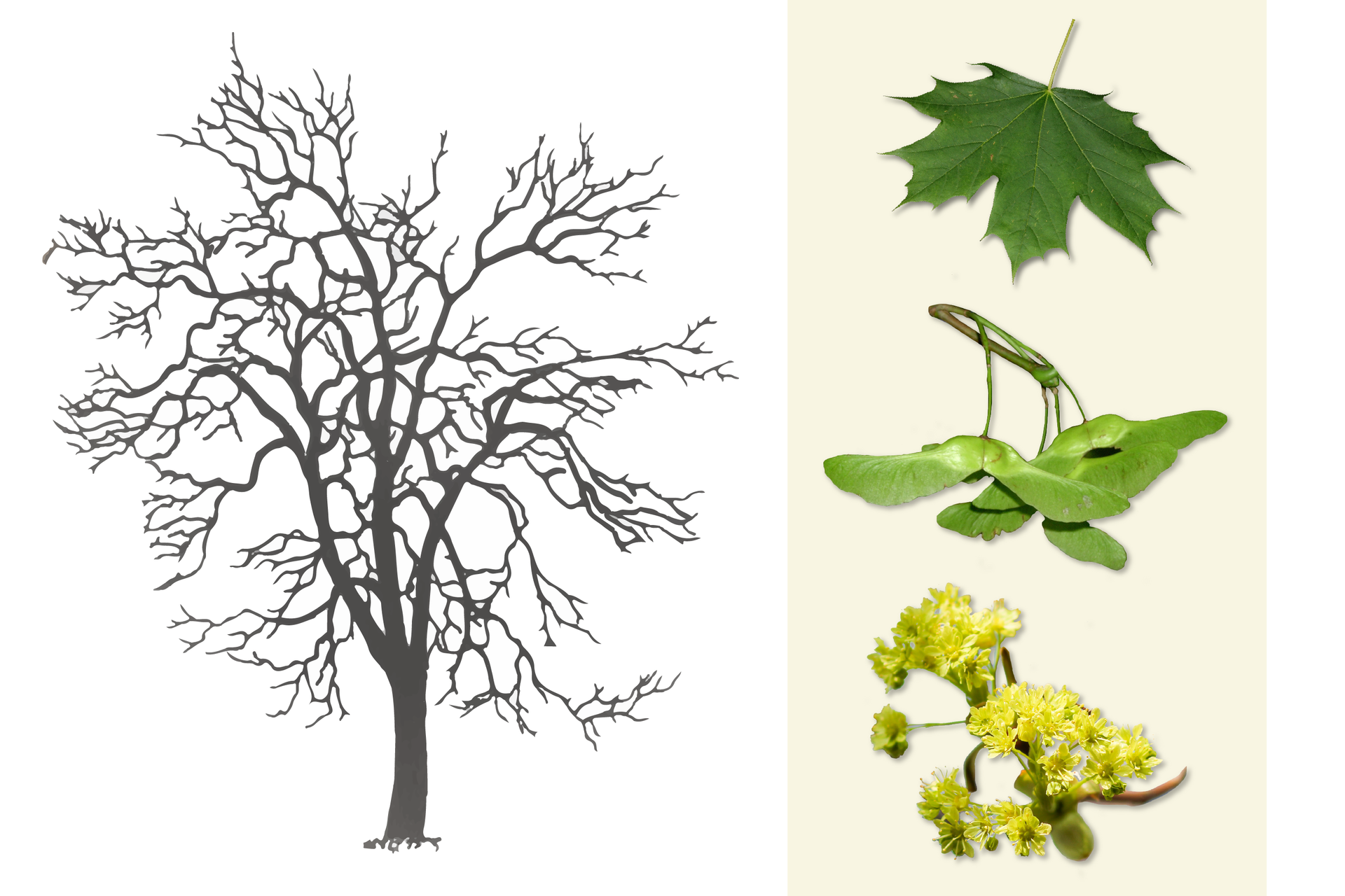 Ilustracja przedstawia po lewej stronie ciemnoszarą sylwetkę klonu. Korona posiada gałęzie o różnych długościach, rosną one nierównomiernie. Po prawej od góry: pojedynczy ciemnozielony liść, niżej owoce klonu, które są złączone po dwa i zwisają na długich ogonkach z gałązki. Poniżej gałązka z żółtymi, wzniesionymi, drobnymi kwiatami klonu.