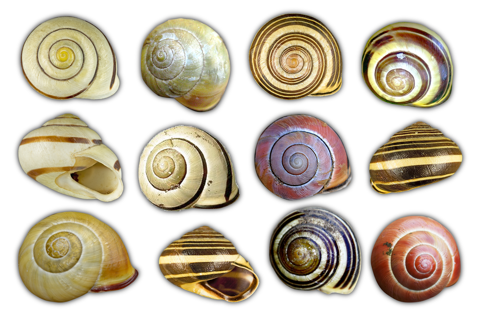 Fotografia przedstawiająca zróżnicowanie ubarwienia i deseni muszli ślimaka gajowego. A photograph showing the diversity of coloring and patterns of the snail shells. Jak ślimaki mogą się ochronić przed drapieżnikami?