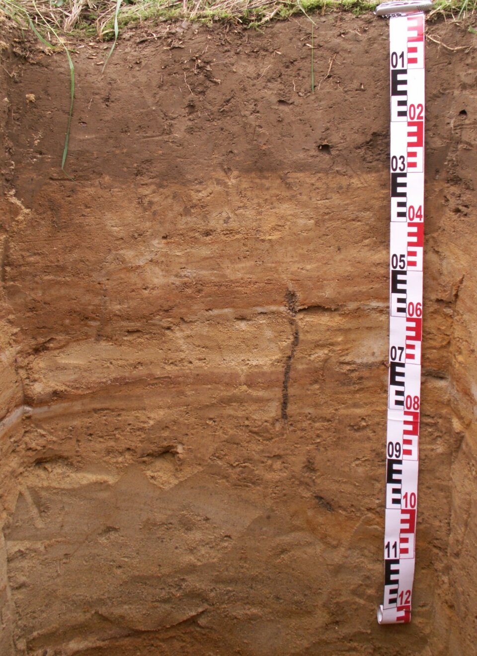 Zdjęcie przedstawia profil gleby. Gleba jest jasnopomarańczowa. Zaraz pod powierzchnią trawy bardziej brązowa. Ma gładką strukturę. 