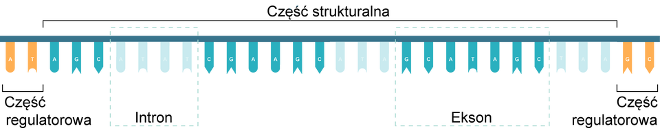 Ilustracja przedstawia budowę genu nieciągłego. Gen ukazano w postaci poziomej długiej linii, do której są doczepione zasady w postaci pasków z literami A, T, G lub C. Na krańcach linii są paski z literami A, T (po lewej stronie) oraz G i C (na prawym krańcu). Oznaczono je kolorem żółtym. To część regulatorowa. Pozostałe białka to część strukturalna. Widoczne są sekwencje zasad w kolorze jasnoniebieskim - to tak zwane introny, oraz ciemnoniebieskim - to eksony.  