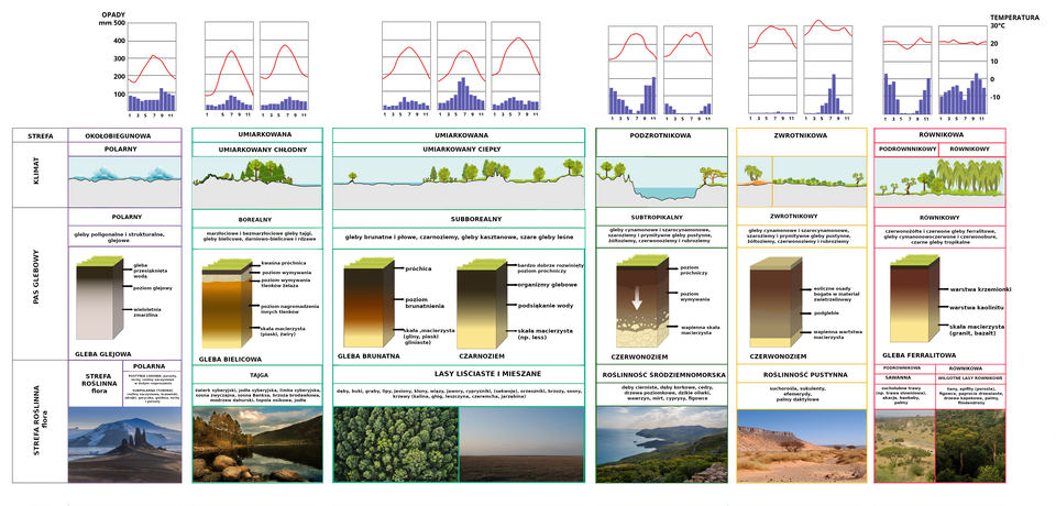 Grafika przedstawia przekrój krajobrazowy na półkuli północnej. W strefie okołobiegunowej opady wynoszą około 100 mm, temperatura w miesiącach letnich wynosi około 10 stopni Celsjusza, a w zimowych schodzi poniżej 0 stopni Celsjusza. Występuje klimat polarny. Na powierzchni znajduje się lód. Pas glebowy jest polarny. Występują gleby poligonalne i strukturalne, glejowe. Profil gleby glejowej od góry zawiera glebę przesiąkniętą wodą, pozom glejowy, wieloletnią zmarzlinę. Strefa roślinna jest polarna. Występuje tu pustynia lodowa, porosty, mchy, rośliny naczyniowe. W strefie subpolarnej występuje tundra, rośliny naczyniowe, krzewinki, mchy i porosty. W strefie umiarkowanej w klimacie umiarkowanym chłodnym opady nie przekraczają 100 mm, temperatura w miesiącach letnich nie przekracza 20 stopni Celsjusza, a w miesiącach zimowych może zejść do ponad minus 10 stopni Celsjusza. Pas glebowy jest borealny. Występują gleby marzłociowe i bezzmarzłociowe gleby tajgi, gleby bielicowe, darniowo-bielicowe i rdzawe. Profil gleby bielicowej od góry posiada kwaśną próchnicę, poziom wymywania, poziom wmywania tlenków żelaza, poziom nagromadzenia innych tlenków, skałę macierzystą, czyli piaski, żwiry. Strefa roślinna to tajga zawierająca świerk syberyjski, jodłę syberyjską, limbę syberyjską, sosnę zwyczajną, sosnę Banksa, brzozę brodawkową, modrzew dahurski, topolę osikową, jodłę. W strefie umiarkowanej o klimacie umiarkowanym ciepłym opady albo są stałe i nie przekraczają 100 mm, albo w miesiącach letnich sięgają prawie 200 mm. Temperatura w  miesiącach letnich przekracza 10 stopni Celsjusza, a nawet 20 stopni Celsjusza. W miesiącach zimowych temperatura schodzi poniżej 0 stopni Celsjusza. Pas glebowy jest subborealny. Występują gleby brunatne i płowe, czarnoziemy, gleby kasztanowe, szare gleby leśne. Profil gleby brunatnej od góry posiada próchnicę, poziom brunatnienia, skałę macierzystą, czyli gliny, piaski gliniaste. Profil czarnoziemu posiada od góry bardzo dobrze rozwinięty poziom próchniczy, organizmy glebowe, poziom podsiąkania wody, skałę macierzystą, na przykład less. Strefa roślinna to lasy liściaste i mieszane zawierające dęby, buki, graby, lipy, jesiony, klony, wiązy, jawory, cypryśniki, czyli sekwoje, orzeszniki, brzozy, sosny, krzewy, w tym kalinę, głóg, leszczynę, czeremchę, jarzębinę. W strefie podzwrotnikowej na jednym klimatogramie opady w miesiącach zimowych przekraczają 200 mm, a na drugim nie przekraczają 100 mm. Temperatura w miesiącach letnich wynosi ponad 20 stopni Celsjusza, a w zimowych około 10 stopni Celsjusza. Pas glebowy jest subtropikalny. Występują gleby cynamonowe i szarocynamonowe, szaroziemy i prymitywne gleby pustynne, żółtoziemy, czerwonoziemy i rubroziemy. Profil czerwonoziemu od góry posiada poziom próchniczy, poziom wymywania, wapienną skałę macierzystą. Strefa roślinna  to roślinność śródziemnomorska zawierająca dęby cierniste, dęby korkowe, cedry, drzewa poziomkowe, dzikie oliwki, wawrzyn, mirt, cyprysy, figowce. W strefie zwrotnikowej opady albo prawie nie występują albo w miesiącach letnich przekraczają 200 mm. Temperatura w miesiącach letnich wynosi około 30 stopni Celsjusza, a w miesiącach zimowych wynosi około 20 stopni Celsjusza. Pas glebowy jest zwrotnikowy. Występują gleby cynamonowe i szarocynamonowe, szaroziemy i prymitywne gleby pustynne, żółtoziemy, czerwonoziemy i rubroziemy. Profil czerwonoziemu zawiera od góry eoliczne osady bogate w materiał zwietrzelinowy, podglebie, wapienna warstwę macierzystą. Strefa roślinna to roślinność pustynna zawierająca suchorośla, sukulenty, palmy daktylowe. W strefie równikowej opady w miesiącach letnich albo prawie nie występują, albo wynoszą około 100 mm. Przez resztę miesięcy dochodzą do 200 mm. Temperatura jest stała przez cały rok i wynosi około 20 stopni Celsjusza. Klimat jest podrównikowy albo równikowy. Pas glebowy jest równikowy. Występują czerwonożółte i czerwone gleby ferralitowe, gleby cynamonowoczerwone i czerwonobure, czarne gleby tropikalne. Profil gleby ferralitowej od góry zawiera warstwę krzemionki, warstwę kaolinitu, skałę macierzystą, czyli granit, bazalt. Strefa roślinna w klimacie podrównikowym to sawanna zawierająca sucholubne trawy, na przykład trawę słoniową, akacje, baobaby, palmy. Strefa roślinna w klimacie równikowym to wilgotne lasy równikowe zawierające liany, epifity, czyli porośla, figowce, paprocie drzewiaste, drzewa kapokowe, palmy, filodendrony.