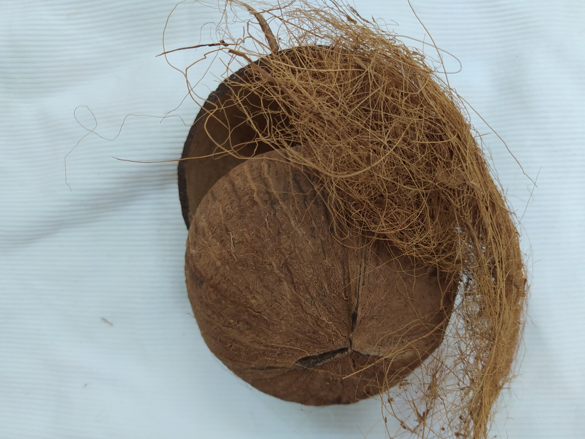 Na zdjęciu widoczny brązowy orzech kokosowy w skorupce, na nim znajdują się liczne cienkie nitki włókna w tym samym kolorze.