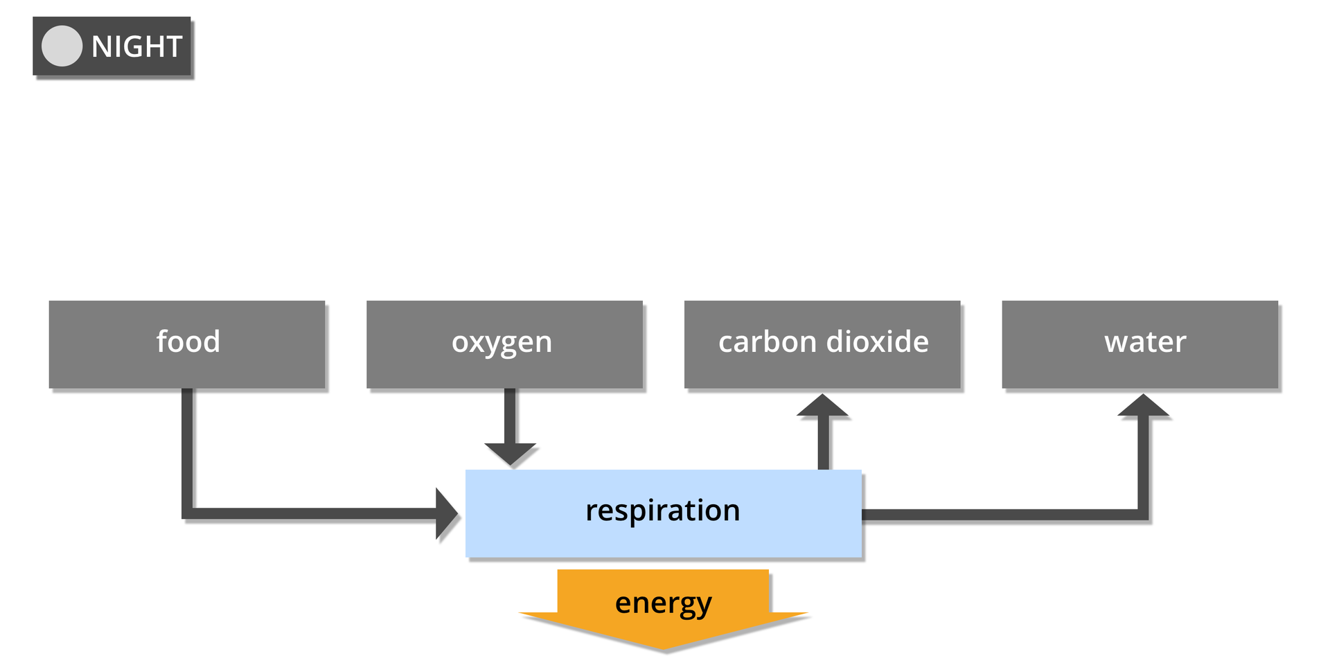 Grafika przedstawia współzależność pomiędzy fotosyntezą a oddychaniem – noc. Widoczne są cztery szare czworokąty z napisami: pokarm, food, tlen, oxygen, dwutlenek węgla, carbon dioxide, woda, water. Od niebieskiego czworokąta, symbolu oddychania, respiration, w dół odchodzi duża pomarańczowa strzałka z napisem: energia, energy. Pomiędzy czworokątami widoczne są strzałki, ukazujące zależności między nimi.Strzałki opisane pożywienie i tlen prowadzą do oddychania, natomiast od oddychania odchodzą strzałki dwutlenek węgla i woda.