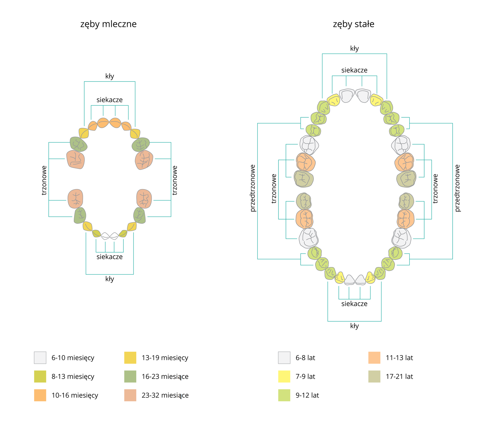 Ilustracja przedstawia wiek, w jakim wyrastają zęby mleczne i stałe. Są tu dwa rysunki łuków zębowych, górnych i dolnych. Zęby pojawiające się w tym samym wieku oznaczono tym samym kolorem. Podpisano przy kreskach wskazujących poszczególne zęby: trzonowe, przedtrzonowe, siekacze i kły. W przypadku zębów mlecznych, w wieku 6‑10 miesięcy pojawiają się dwa dolne siekacze. Następnie w wieku 8‑13 miesięcy pojawiają się kolejne dwa dolne siekacze, a w wieku 10‑16 miesięcy cztery górne siekacze. W wieku 13‑19 miesięcy wyrastają kły, w wieku 16‑23 miesięcy cztery zęby trzonowo, a w wieku 23‑32 miesięcy ostatnie cztery zęby trzonowe. W przypadku zębów stałych, w wieku 6‑8 lat wyrastają jedynki oraz szóstki, w wieku 7‑9 lat wyrastają dwójki, w wieku 9‑12 lat wyrastają kły i zęby przedtrzonowe, w wielu 11‑13 lat wyrastają siódemki a w wieku 17‑21 lat ósemki.
