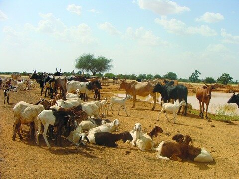 Na zdjęciu zwierzęta hodowlane - kozy i krowy - u wodopoju. Całkowity brak roślinności w tym miejscu, ziemia wyschnięta przypominająca piasek. W tle drzewa. 