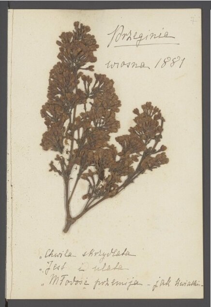 Na kartce ze sztambucha Zofii Dzieduszyckiej znajduje się zasuszony fragment rośliny, drobne kwiatki i listki. Poniżej zapisano odręcznym pismem  zapisano: Chwila skrzydlata. Jest i ulata. Miłość przemija jak kwiatki.
W prawym górnym rogu napis: Przeginia wiosna 1881