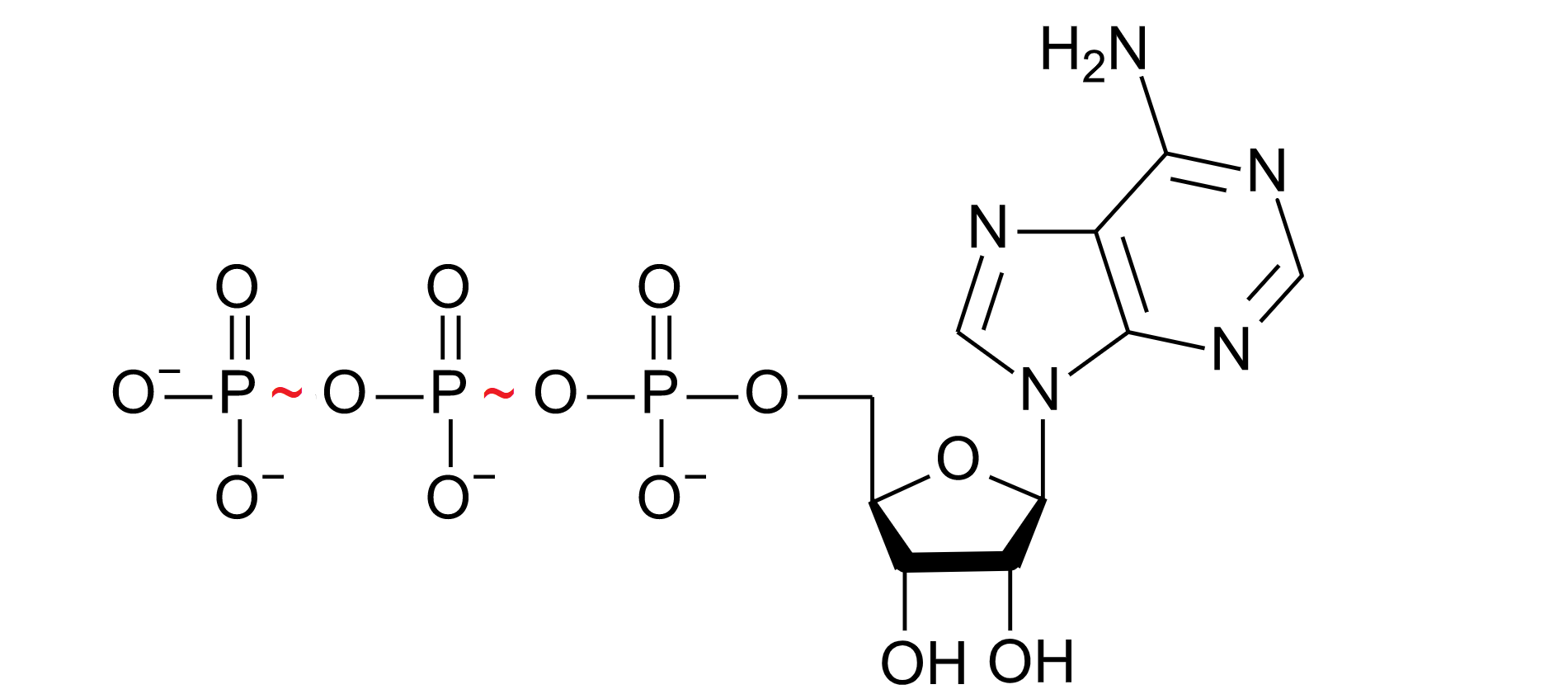 Grafika przedstawia schematyczny model cząsteczki ATP. Zbudowany jest z adeniny połączonej z pierwszym węglem pierścienia rybozy, oraz trzech reszt fosforanowych.