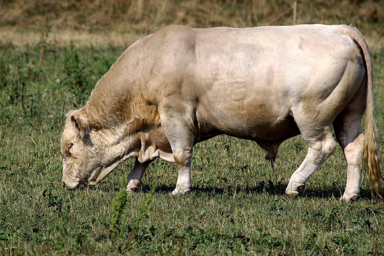 Na zdjęciu widoczny jest buhaj rasy Charolais o kremowym ubarwieniu z delikatnymi odcieniami szarości. Ma masywną budowę ciała, silną szyję i szeroką klatkę piersiową. Ciało jest solidne i dobrze umięśnione.