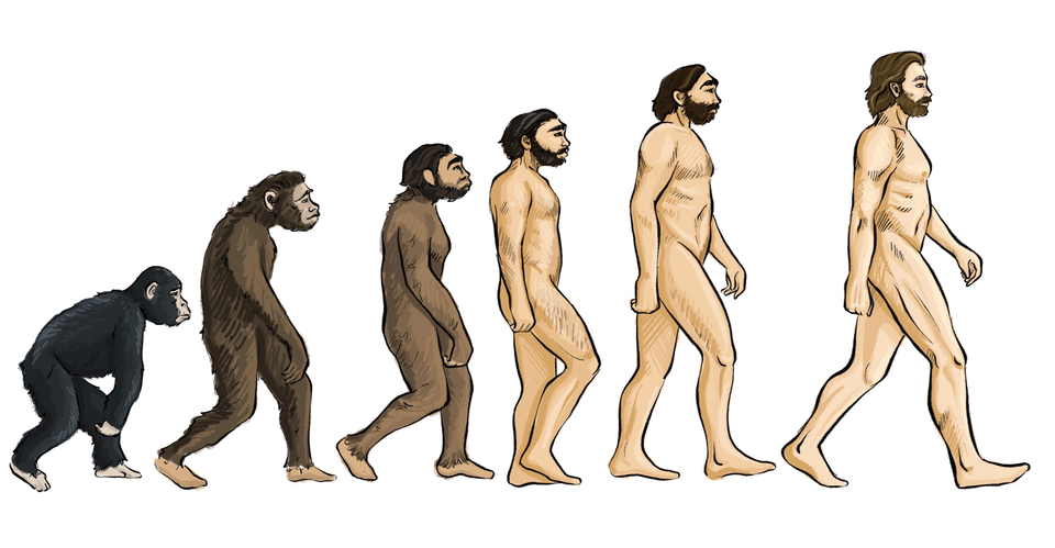 Ilustracja przedstawia chronologie rozwoju człowieka od małpy aż do człowieka współczesnego. Widzimy zmiany jakim podlegała anatomia ciała, wielkość i długość kończyn, owłosienia ciała oraz stopień wyprostowania. 