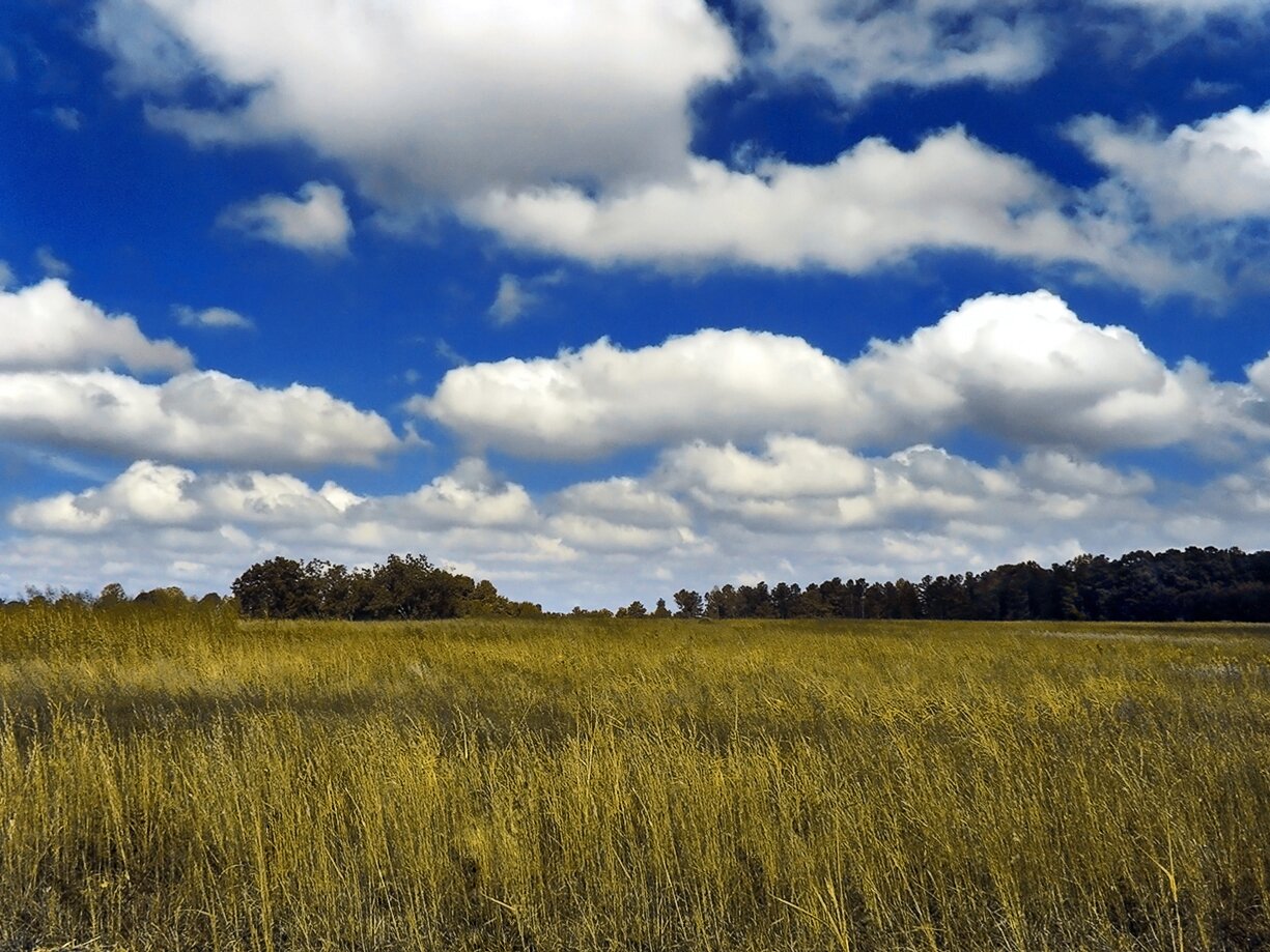 Fotografia chmury typu Cumulus na tle niebieskiego nieba. Są one duże, nieregularne, białe, w niewielkich odstępach od siebie. Widoczna jest również żółta łąka oraz ciemny las w tle.
