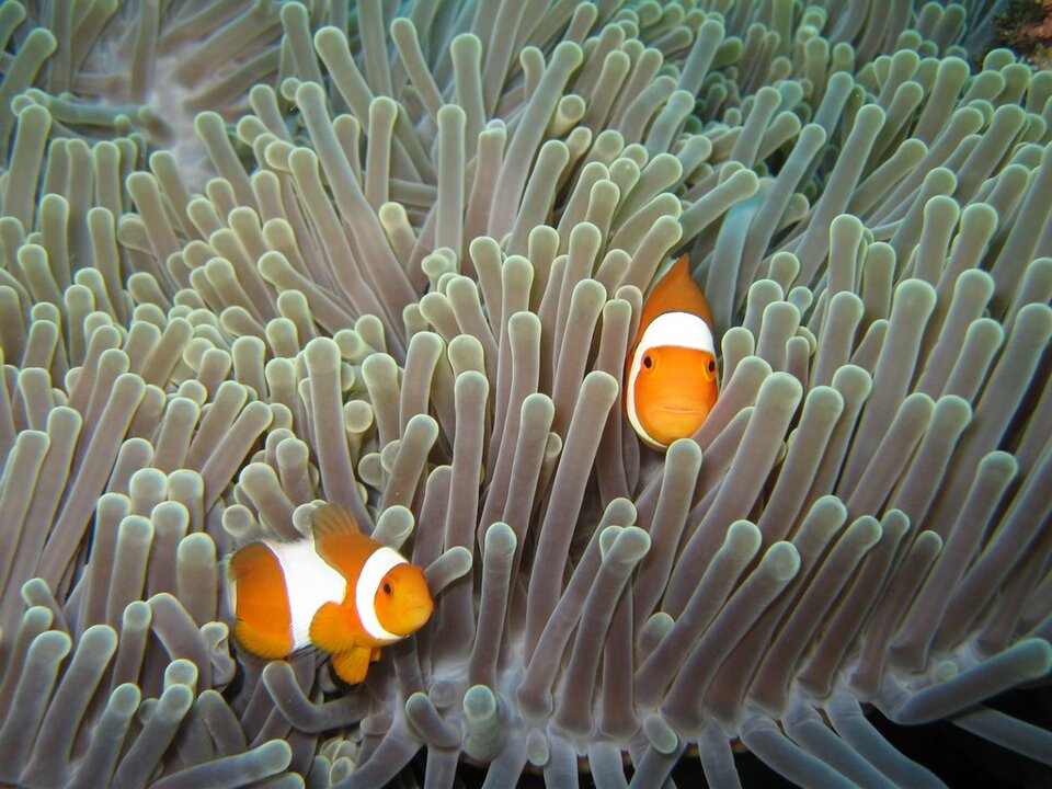 Fotografia dwóch ryb w paski - błazenków. Błazenki kryją się wśród koralowców. Ich łuski pokrywają naprzemiennie ułożone pasma w dwóch kolorach. 