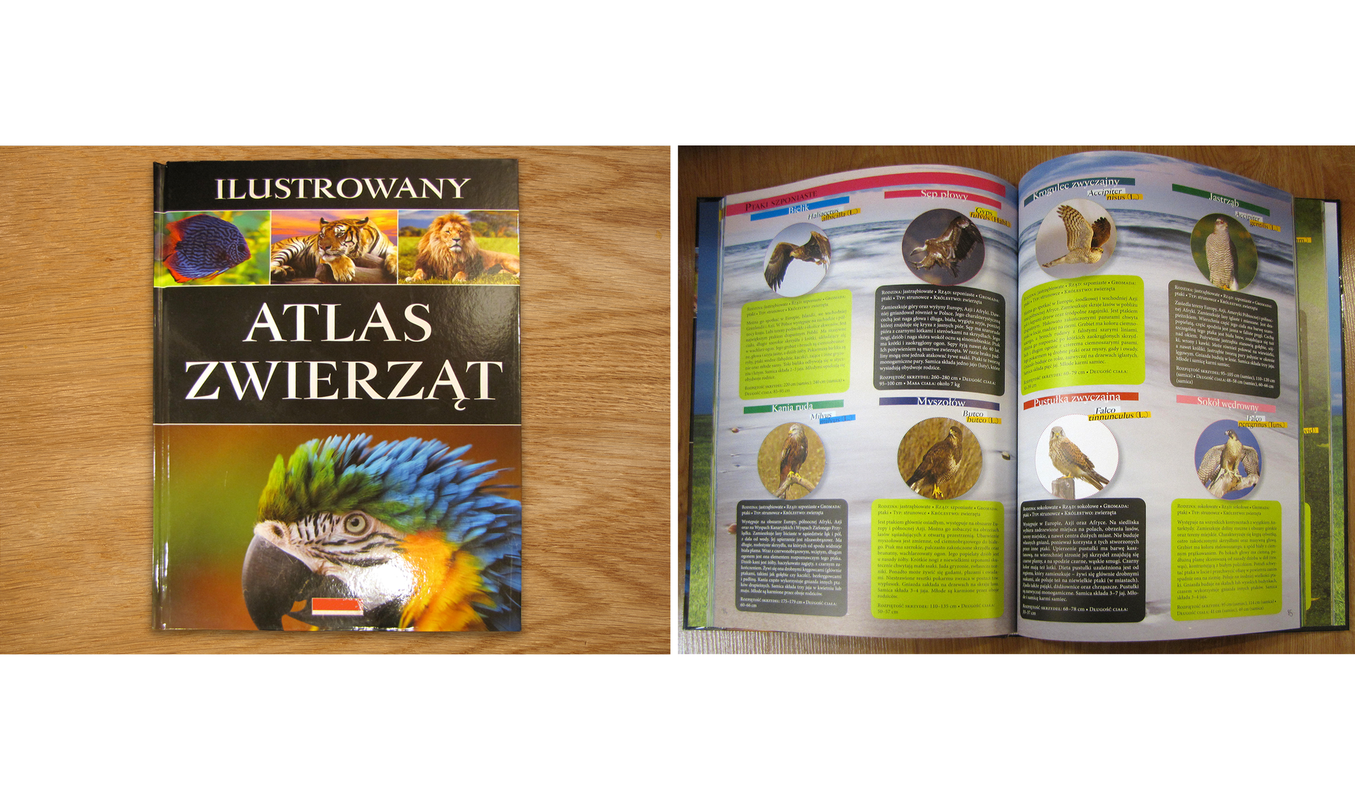 Dwie fotografie przedstawią atlas zwierząt. Na pierwszej fotografii książka jest zamknięta. Na okładce widnieje tytuł książki „Ilustrowany atlas zwierząt”. Na dole okładki zamieszczono zdjęcie głowy kolorowej papugi, a na górze okładki trzy zdjęcia przedstawiające kolejno: niebiesko‑czerwoną rybę, tygrysa i lwa. Na drugiej fotografii zaprezentowano wnętrze atlasu. Na kartach książki umieszczono zdjęcia różnych zwierząt oraz opis ich zachowania, sposobu życia, miejsca występowania i innych cech dla nich charakterystycznych.