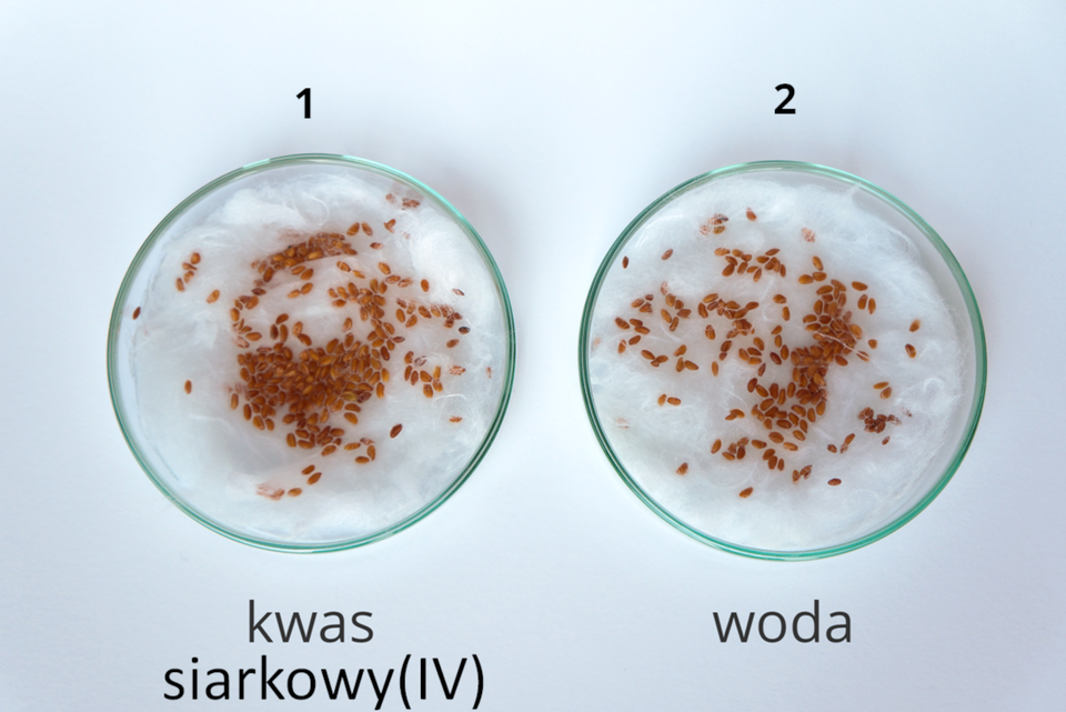 Zdjęcie przedstawia uchwyconą z góry hodowlę rzeżuchy. Dwie szalki Petriego wyłożone są zwilżoną watą, na wacie leżą nasiona. Szalka pierwsza podpisana jest jako kwas siarkowy (cztery), a druga jako woda.