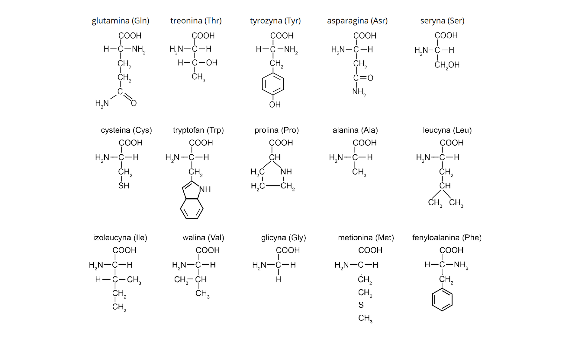 Tabela z wzorami i nazwami aminokwasów białkowych.