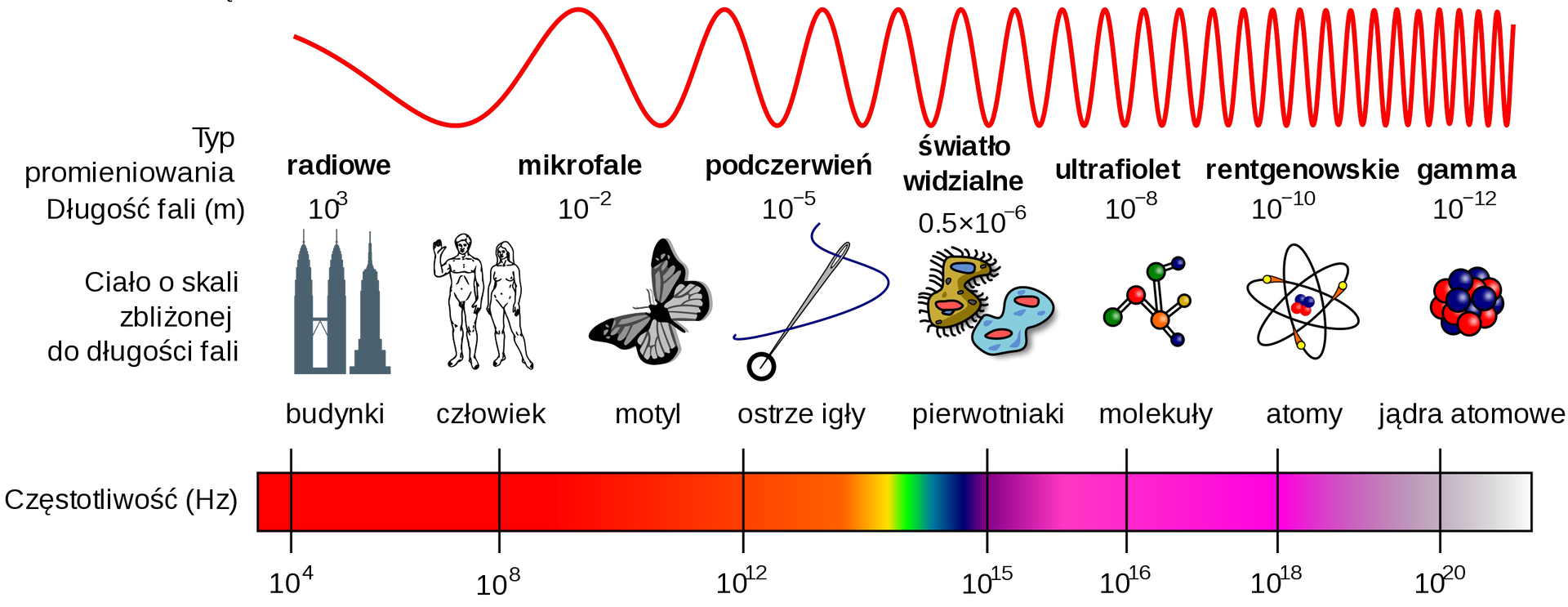 Ilustracja składa się z kilku części. Na samej górze, przez prawie całą szerokość obrazka biegnie linia symbolizująca falę. Ma ona cały czas tę samą amplitudę, ale zmieniającą się długość fali - im bardziej w prawo, tym krótszą. Poniżej fali nazwano typ promieniowania, od lewej: radiowe, mikrofale, podczerwień, światło widzialne, ultrafiolet, rentgenowskie, gamma. Niżej zapisano długość fali w metrach: dziesięć do potęgi trzeciej, dziesięć do potęgi minus drugiej, dziesięć do potęgi minus piątej, pięć dziesiątych razy dziesięć do minus szóstej, dziesięć do minus ósmej, dziesięć do minus dziesiątej, dziesięć do minus dwunastej. Niżej przedstawiono ciała o skali zbliżonej do długości fali, od lewej: budynki, człowiek, motyl, ostrze igły, pierwotniaki, molekuły, atomy, jądra atomowe. Na samym dole przedstawiono spektrum częstotliwości w hercach; odłożone są na nim częstotliwości: dziesięć do potęgi czwartej, dziesięć do ósmej, dziesięć do dwunastej, dziesięć do piętnastej, dziesięć do szesnastej, dziesięć do osiemnastej, dziesięć do dwudziestej.