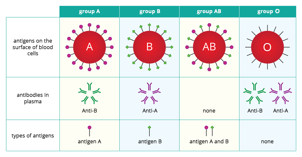 Ilustracja przedstawia tabelę grup krwi. W pierwszym rzędzie ukazano cztery czerwone kółka z literą grupy krwi. Z pierwszego wystają różowe kulki, symbolizujące antygeny powierzchniowe grupy A. z drugiego wystają zielone romby, symbolizujące antygeny powierzchniowe grupy B. Z trzeciego (grupa AB) wystają oba rodzaje antygenów, a z czwartego żaden (grupa zero, group O). W środkowym rzędzie przedstawiono przeciwciała w osoczu: anty –B, anty – A, brak, oba rodzaje przeciwciał. Dolny rząd przedstawia pojedyncze antygeny.