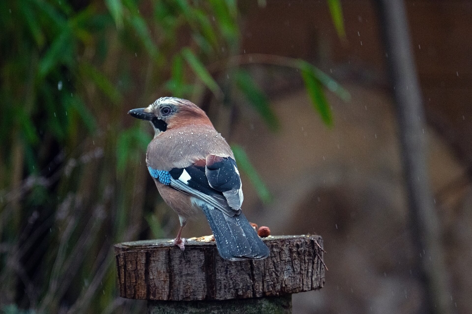 Ilustracja przedstawia ptaszka.