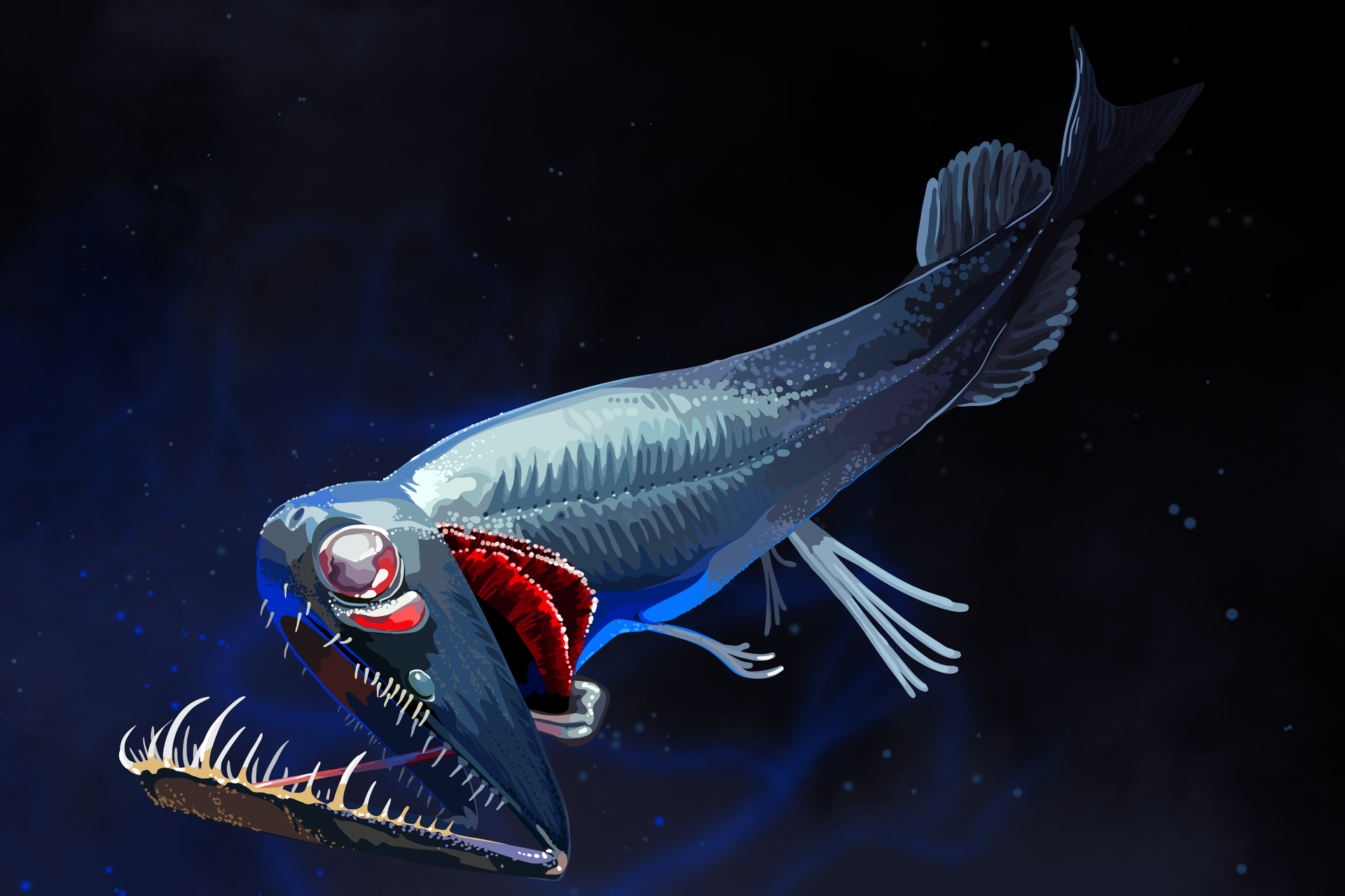 Ilustracja prezentuje rybę głębinową. Jej ciało jest wąskie i długie. Głowa duża, znacznie szersza od reszty ciała. Olbrzymi otwór gębowy jest wyposażony w długie, ostre zęby. Na głowie znajdują się olbrzymie okrągłe oczy, zaś za głową intensywnie czerwone skrzela. Pod brzuchem ryba ma narządy świetlne przypominające jaskrawe frędzle. Ciało ryby jest przezroczyste. 