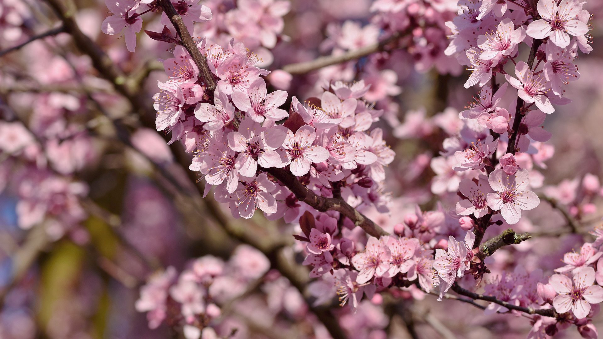 Zdjęcie przedstawia kwitnące gałęzie wiśni.