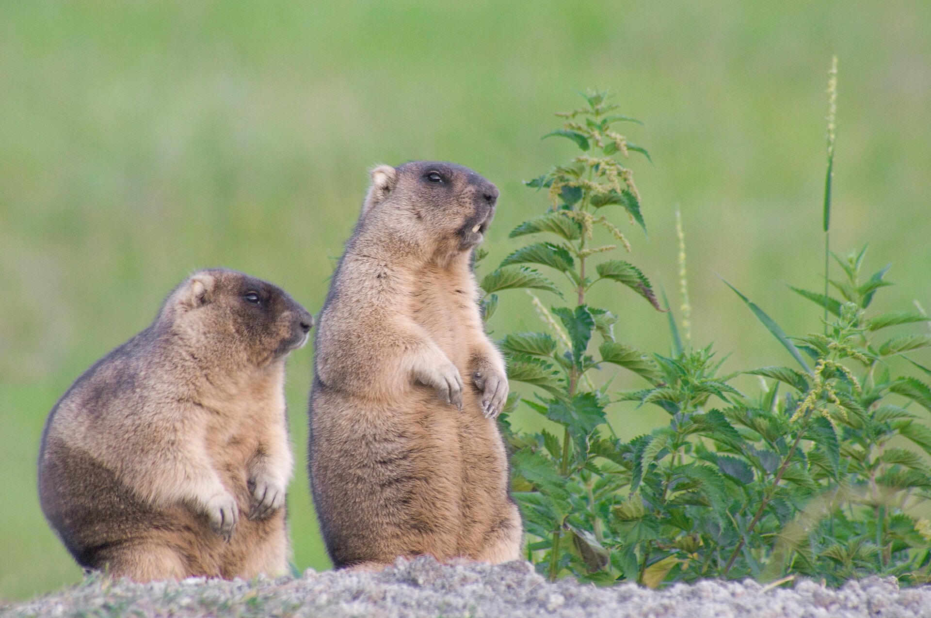 Zdjęcie przedstawia dwa świstaki stepowe stojące na tylnych łapach na kamieniu. Jeden w pozycji zgarbionej. Gryzonie o jasnym umaszczeniu, na grzbiecie ciemniejszym. 