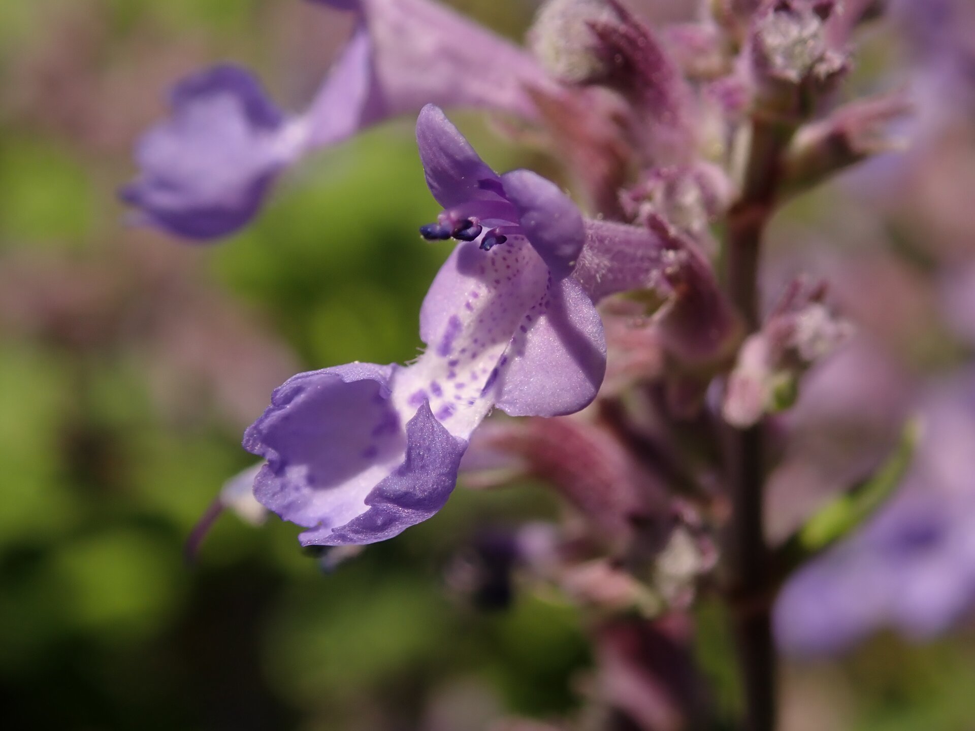 Zdjęcie przedstawia w zbliżeniu kwiat kocimiętki Faasena. Fioletowe kwiaty zebrane wzdłuż łodyg. Kształt kwiatów kocimiętki Faassena jest nieregularny, brzegi są poszarpane.