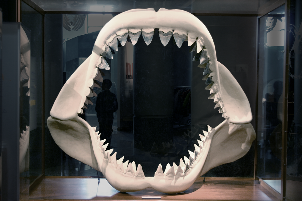 Fotografia przedstawia wypreparowane ogromne szczęki rekina. Na każdym łuku dwa rzędy trójkątnych, spiczastych, ostrych zębów. Cztery przednie, górne zęby są największe.