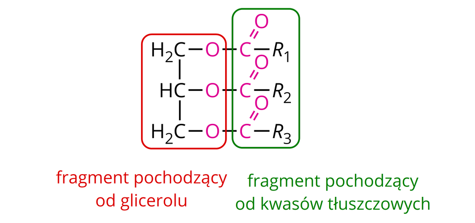 Na ilustracji ukazano wzór, który zbudowany jest z grup H indeks dolny, dwa, koniec indeksu dolnego, C, H C i H indeks dolny, dwa, koniec indeksu dolnego, C połączonych wiązaniami pojedynczymi. Od każdej z nich odchodzi wiązanie pojedyncze do atomów tlenu O, od których odchodzi wiązanie pojedyncze do atomów węgla C, od których odchodzą po dwa wiązania: podwójne na ukos w górę do atomu tlenu O i w prawo do grup R z cyframi kolejno jeden, dwa i trzy w indeksie dolnym. Atomy węgla i połączone z nimi atomy tlenu oznaczono kolorem różowym. Fragment wzoru składający się z grup H indeks dolny, dwa, koniec indeksu dolnego, C, H C, H indeks dolny, dwa, koniec indeksu dolnego, C i połączonych z nimi atomami tlenu oznaczono czerwoną ramką i opisano jako fragment pochodzący od glicerolu. Pozostałą część wzoru oznaczono zieloną ramką i opisano jako fragment pochodzący od kwasów tłuszczowych.