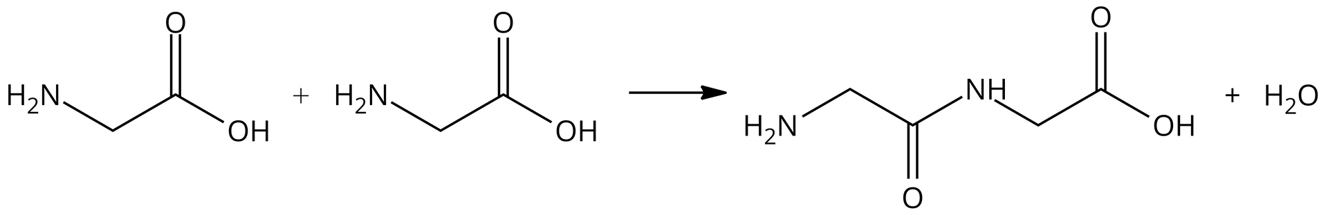 Ilustracja przedstawiająca równanie reakcji kondensacji pomiędzy dwiema cząsteczkami glicyny. Cząsteczka cząsteczka glicyny zbudowana z grupy metylenowej CH2 połączonej z grupą aminową NH2 oraz z grupą karboksylową <math aria‑label="C O O H">COOH. Dodać cząsteczka cząsteczka glicyny zbudowana z grupy metylenowej CH2 połączonej z grupą aminową NH2 oraz z grupą karboksylową <math aria‑label="C O O H">COOH. Strzałka w prawo, za strzałką cząsteczka dipeptydu glicyloglicyny zbudowanej z grupy NH2 połączonej z grupą metylenową CH2 związaną z atomem węgla wchodzącym w skład wiązania peptydowego i połączonym za pomocą wiązania podwójnego z atomem tlenu oraz za pomocą wiązania pojedynczego z atomem azotu podstawionym atomem wodoru oraz grupą metylenową CH2 połączoną z grupą karboksylową COOH. Dodać cząsteczka wody.