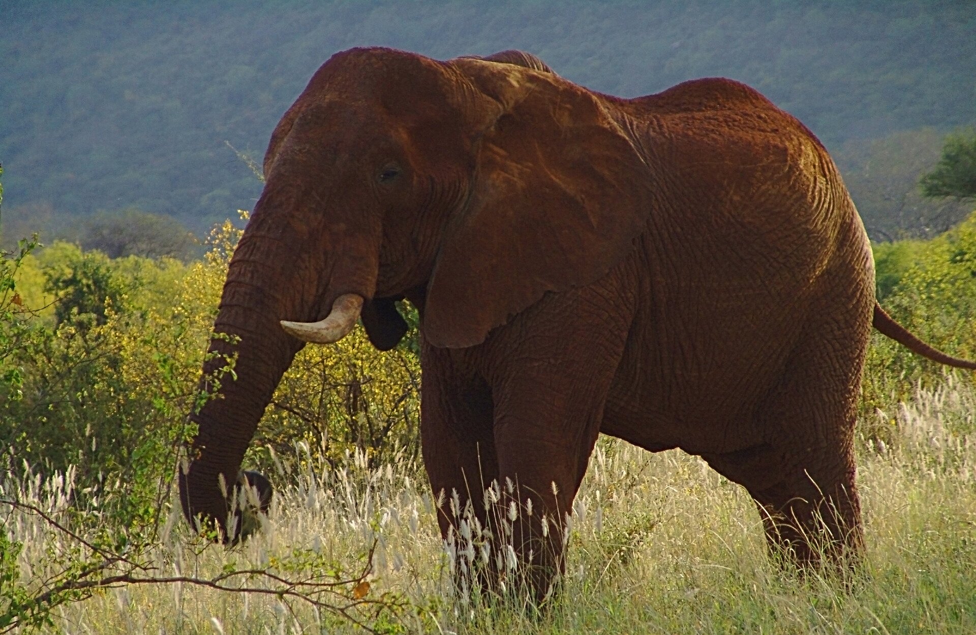 Fotografia przedstawia w zbliżeniu słonia, stojącego bokiem z głową skierowaną w lewo. Ma krótkie, grube kły. Trąbą zagarnia leżącą wśród traw gałąź z liśćmi. Ma małe oczy, a wielkie uszy przylegają do tułowia. Jego skóra jest czerwonobrunatna od pokrywającej go glinki. Za nim niskie zarośla i stoki gór w tle.