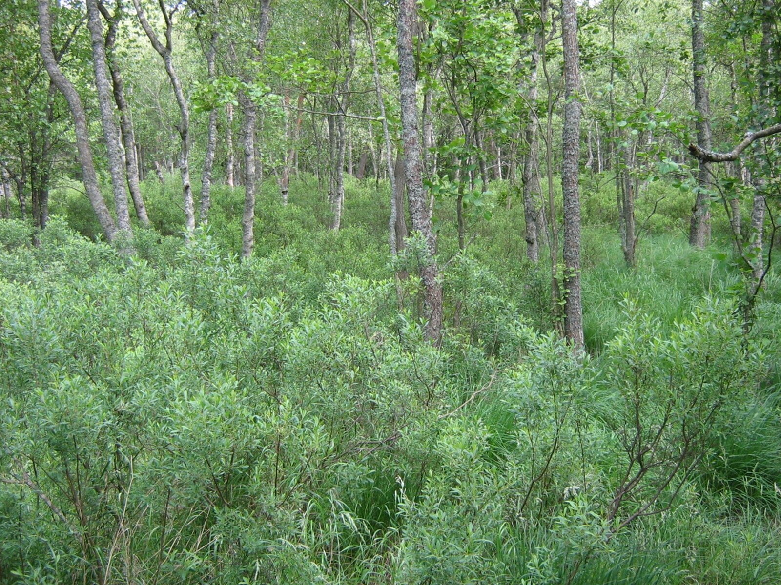 Zdjęcie przedstawia zarośnięty teren. Na pierwszym planie widoczne są niskie zielone krzaki, w oddali widoczne są wątłe pnie wyższych drzew. 