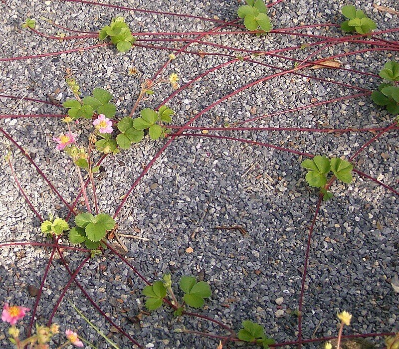 Na zdjęciu widać długie, czerwonawe rozłogi truskawki płożące się po wysypanej żwirem powierzchni. Z części węzłów wyrastają nowe zielone pędy z charakterystycznymi trójdzielnymi liśćmi. Niektóre z pędów mają także kwiatostany o różowych płatkach korony i żółtych wnętrzach.