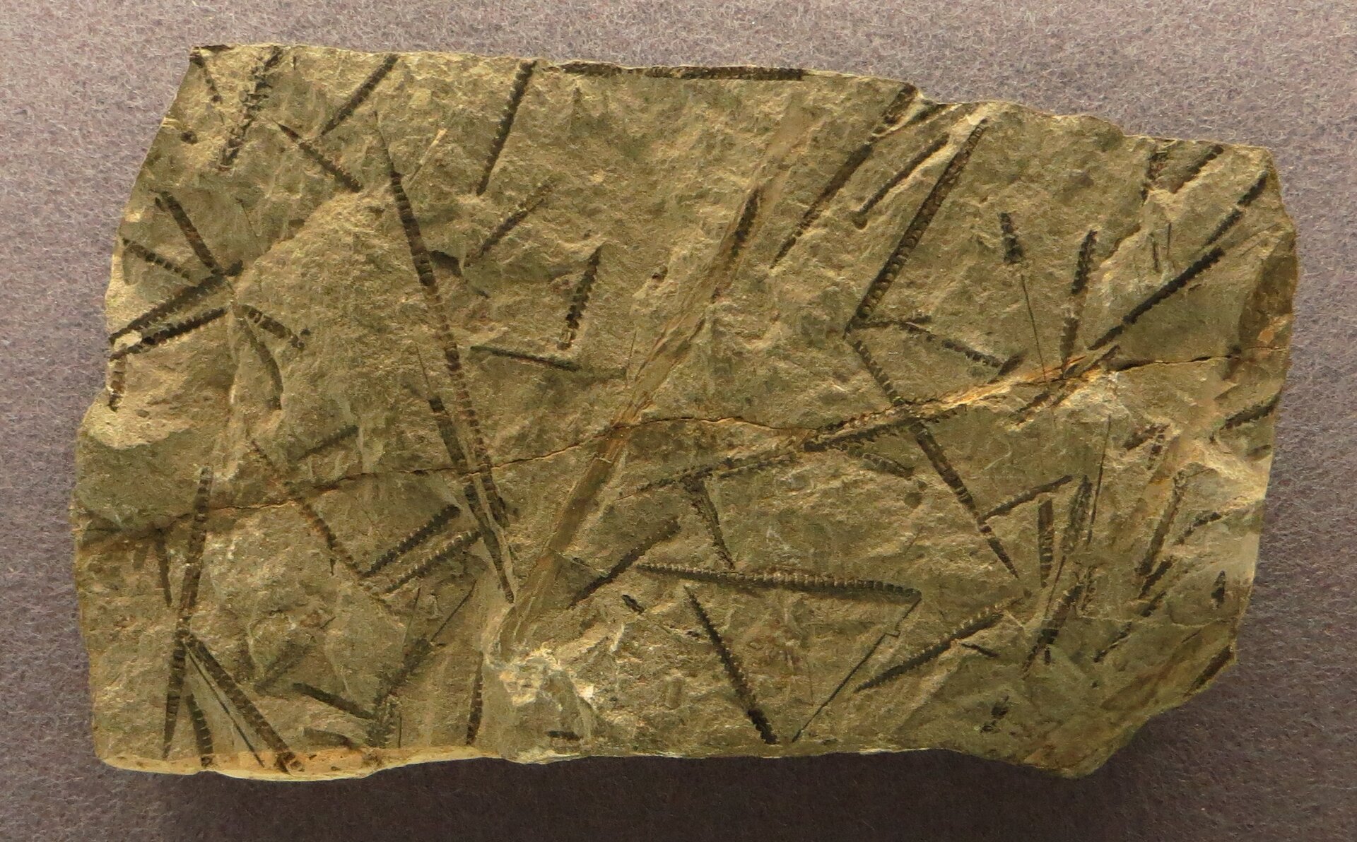 Zdjęcie przedstawia skamieniałości graptolitów. Na fotografii znajduje się prostokątny przekrój bloku skalnego a na nim wyryte są podłużne pałeczkowate organizmy.