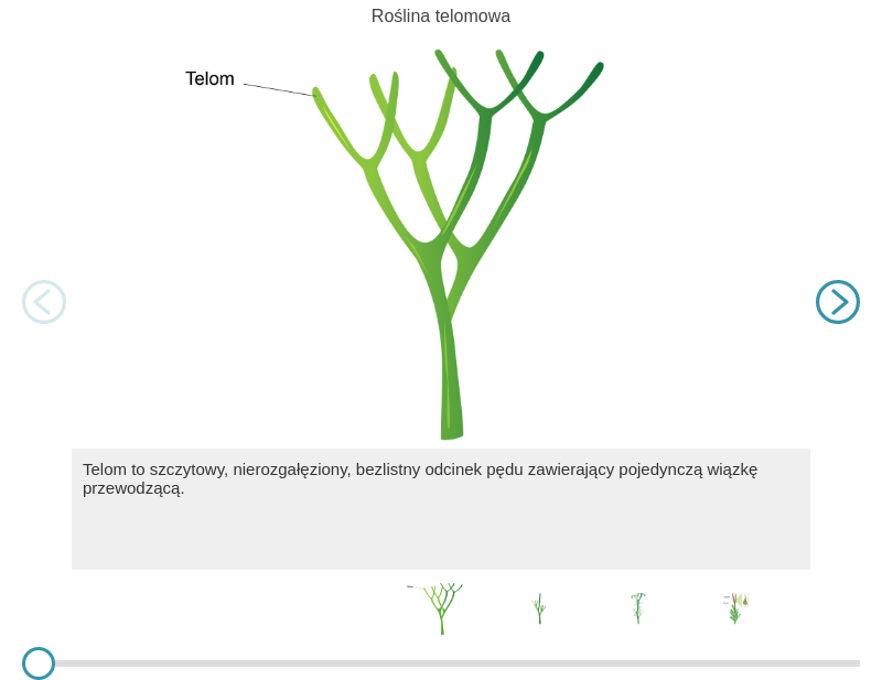 Prezentacja przedstawia kilka rysunków obrazujących powstawanie mikrofili. Pierwszy slajd prezentacji przedstawia roślinę telomową. Rysunek ukazuje rozwidlony pęd. Pojedynczy pęd w górnej części rośliny oznaczony jest jako telom. Korona pędów jest jednakowej wysokości. Na drugim rysunku jeden z pędów jest wyższy, niż pozostałe i wystaje wysoko, ponad koronę pędów rośliny. Ma tu miejsce przewyższanie. Na trzecim rysunku przedstawiono spłaszczanie. Pędy rośliny wyglądają jakby więdły, opadają lekko w dół. Korona pędów jest zróżnicowana, na szczycie kilku pędów widoczne są brunatne zarodniki o wrzecionowatym kształcie. Na czwartym rysunku przedstawiono dalszy etap spłaszczania. Zarodnie, które miały niewielki, wrzecionowaty kształt wydłużyły się tworząc strukturę przypominającą łuski szyszki. Pozostałe pędy rośliny pokryte są licznymi listkami przypominającymi igły, to mikrofile. Obok znajduje się powiększenie zarodni rośliny. Ma ona kształt szerszy u dołu i zwężający się ku górze, przypomina żagiel statku. 