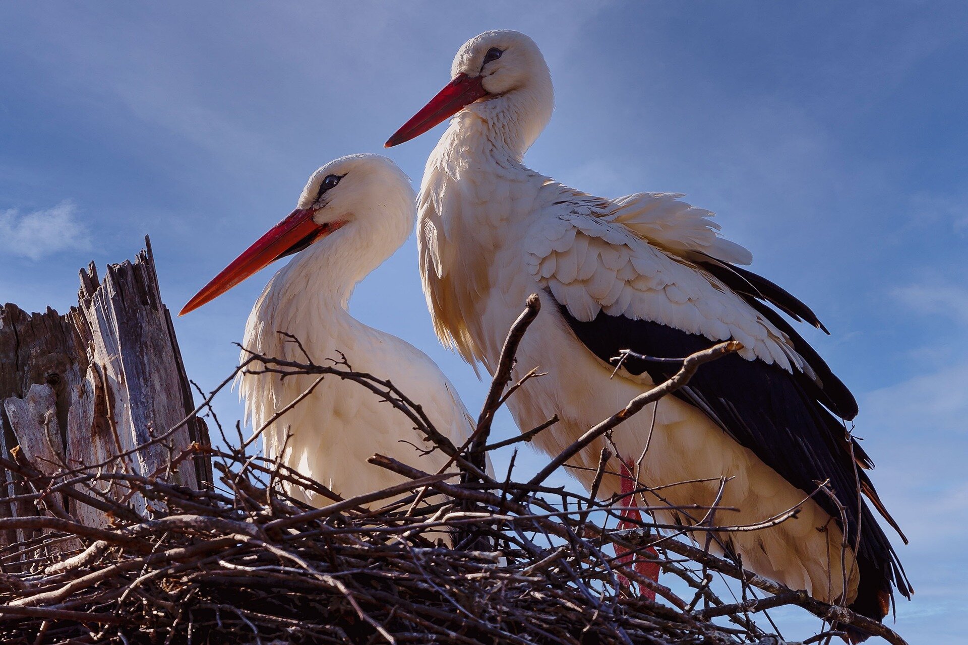 Zdjęcie przedstawia dwa bociany. Zwierzęta mają białe umaszczenie z wyjątkiem końcówek piór, które są czarne oraz czerwone dzioby. Bociany siedzą za gałązkami, w tle widać niebieskie niebo.