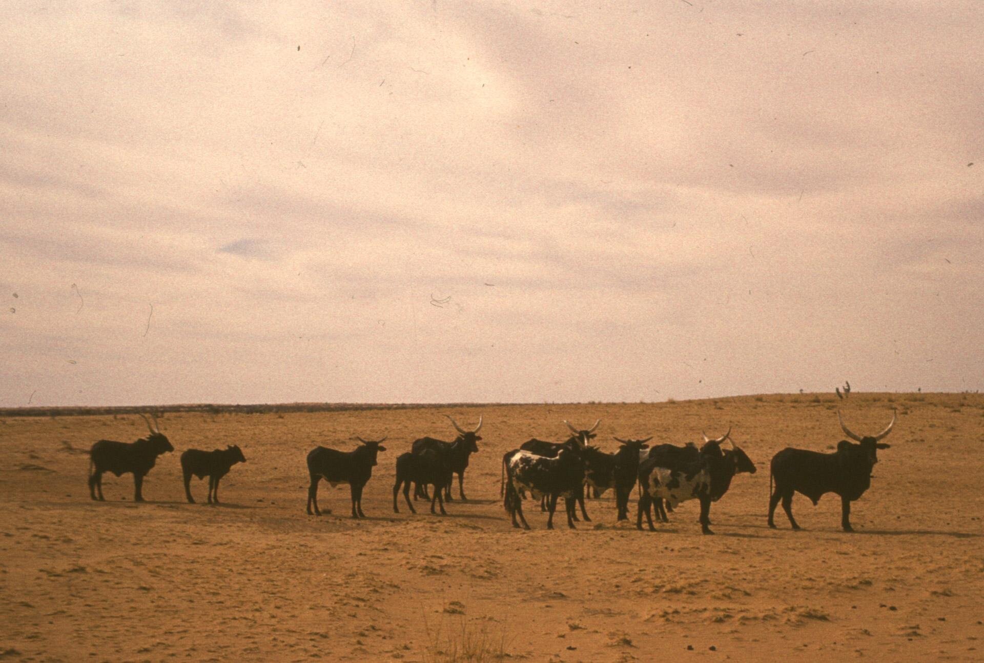 Fotografia B przedstawia hodowlę bydła. Byki i krowy stoją na płaskiej równinie o ziemistym podłożu.