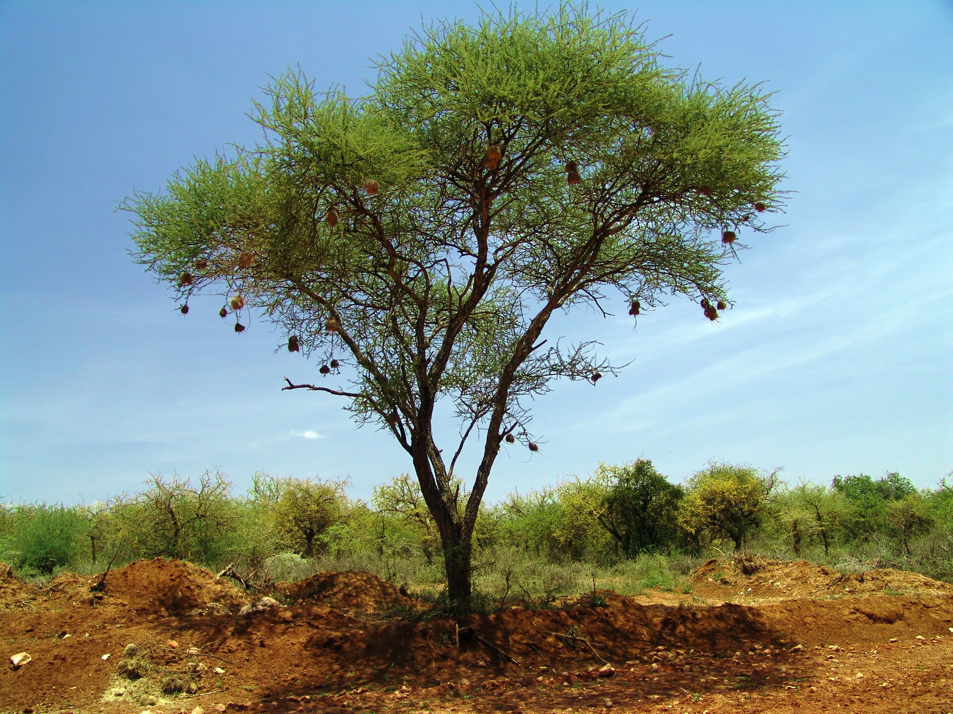 Fotografia przedstawia pojedyncze drzewo akacji. Rośnie na brązowej ziemi, za nim szereg innych drzew. Ma koronę w kształcie odwróconego trójkąta i jasnozielone liście. Z gałęzi akacji zwisają liczne woreczkowate gniazda wikłaczy.