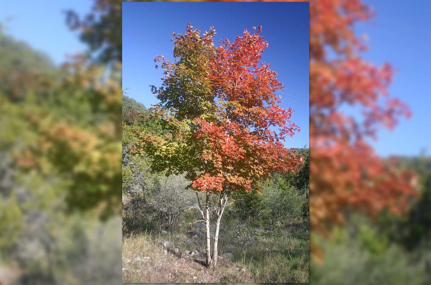 Fotografia przedstawiająca drzewo Klonu