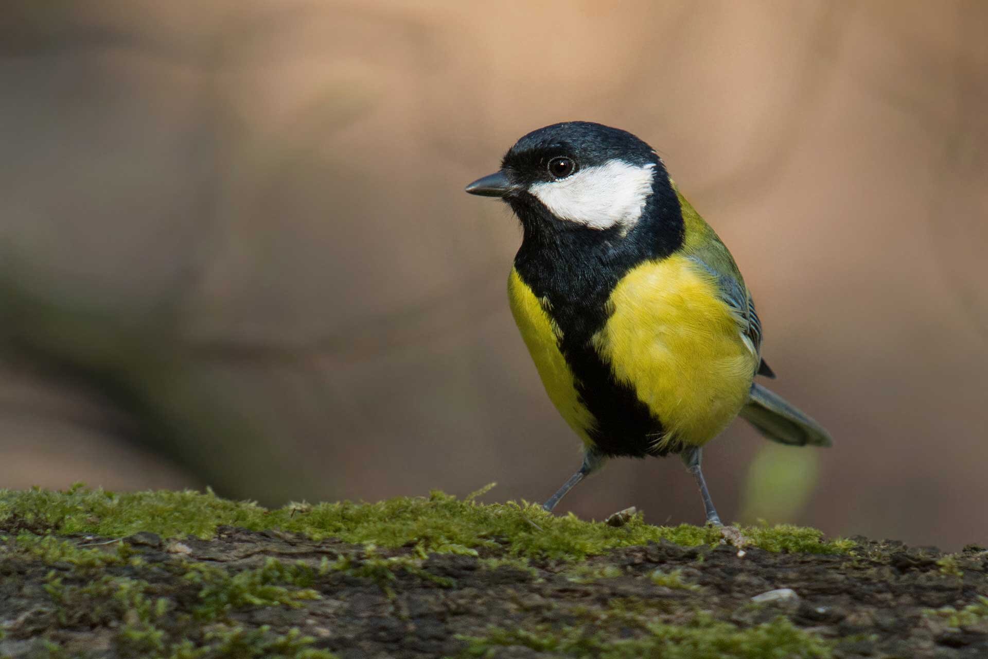 Fotografia przedstawia bogatkę siedzącą na pniu pokrytym mchem. Ptak ma czarną głowę, tułów po bokach koloru żółtego z czarnym paskiem na podbrzuszu. Pod okiem ma białą nieregularną plamkę. Dziób czarny, krótki.