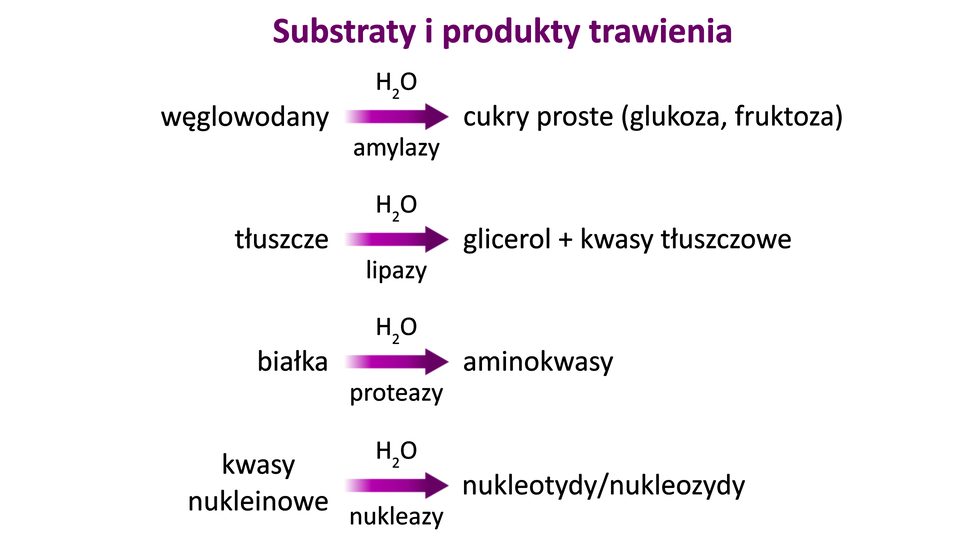 Ilustracja przedstawia substraty i produkty trawienia. 1. Węglowodany pod wpływem wody i amylazy dają cukry proste (glukozę, fruktozę)., 2.  Tłuszcze pod wpływem wody i lipazy dają glicerol + kwasy tłuszczowe., 3. Białka pod wpływem wody i proteazy dają aminokwasy., 4. Kwasy nukleinowe pod wpływem wody i nukleazy dają nukleotydy, nukleozydy.  