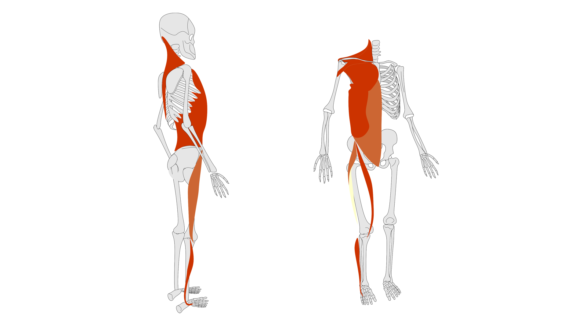 Rycina pod tytułem: Mięśnie: piersiowy większy, mięśnie brzucha, krawiecki, naprężacz powięzi szerokiej, pasmo biodrowo‑piszczelowe, strzałkowe: długi i krótki, czworoboczny grzbietu. Grafika ze schematycznym przedstawieniem szkieletu człowieka z przodu i boku. Na schemacie zostały zaznaczone mięśnie po prawej stronie tułowia, z tyłu szyi, po przedniej i tylnej stronie uda oraz po bocznej stronie goleni.