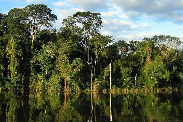 Na zdjęciu od dołu widoczna jest woda, w której odbija się rosnący dalej las. Rośliny rosną gęsto. Niższe drzewa mają gęste, kuliste korony, a drzewa bardzo wysokie są rozłożyste. Nad lasem widoczne jest jasne niebo z dużą liczbą chmur.